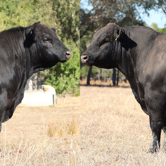 Archive: U Bulls – FIVE MILE ANGUS